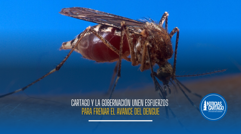 Cartago y la Gobernación unen esfuerzos para frenar el avance del dengue