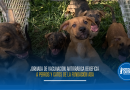 Jornada de vacunación antirrábica beneficia a perros y gatos de la fundación ADA